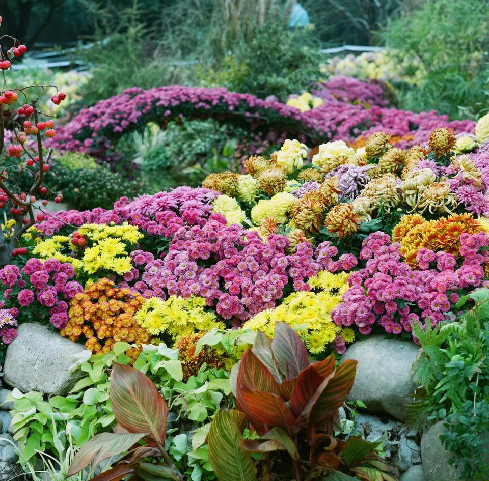 喜欢菊花有啥说法吗,喜欢菊花的人多吗