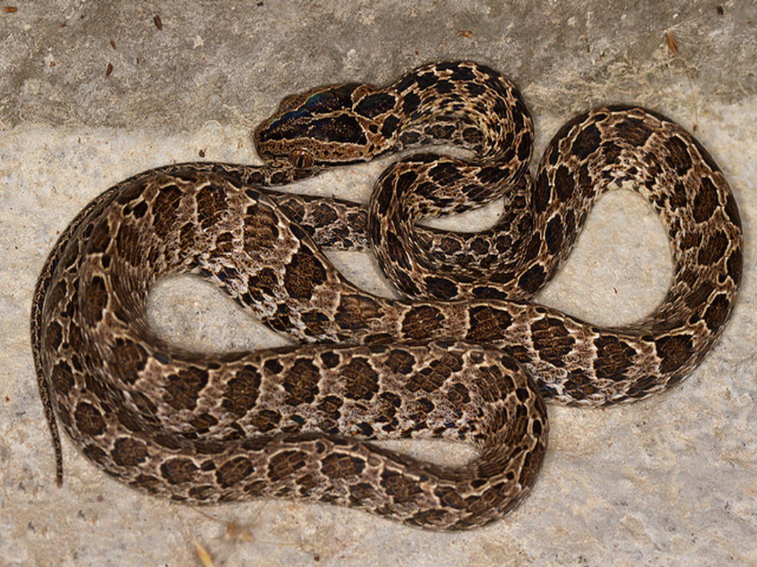 有毒蛇标志,有毒蛇的视频