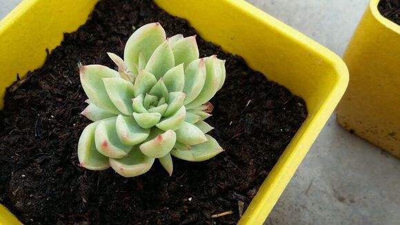 盆栽泥土有虫子怎么办?4个“方法”彻底消灭,花疯长,健康茂盛