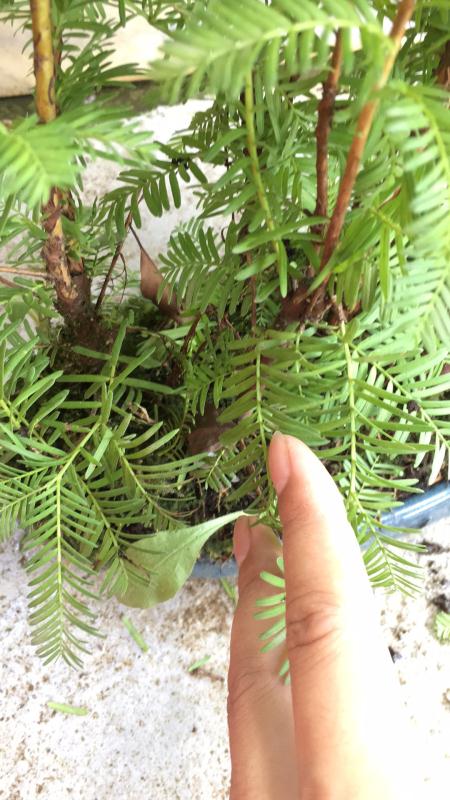 苹果盆景修剪技巧图解,新手也能学会的修剪盆景技巧