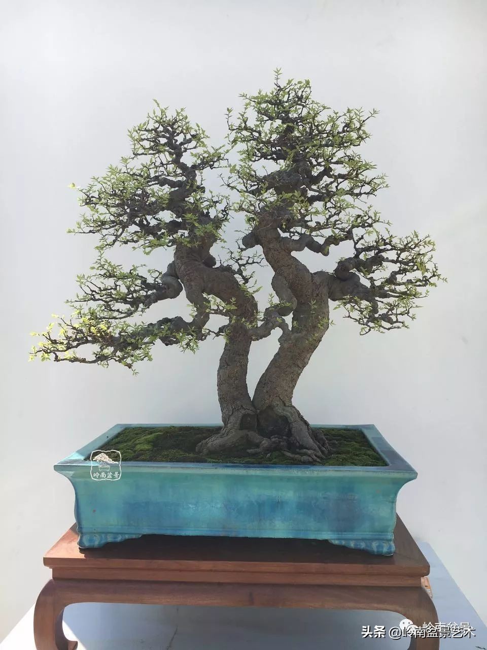 双干树,双干型果树