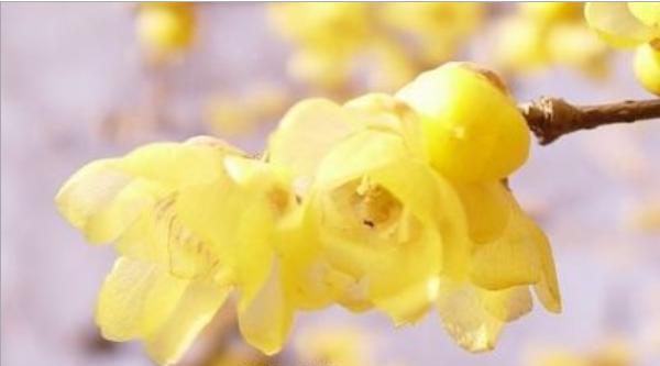 许昌鄢陵腊梅,许昌鄢陵腊梅出售贴吧