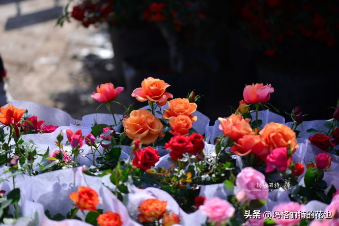 过年买点花,过年了买点什么花草