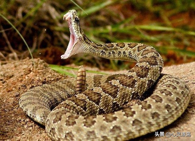 平和的心态才是治愈成年人的良药,保持心态平和做自己的治愈者