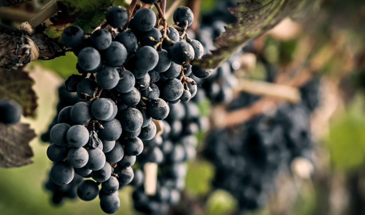 如果他们组队酿酒，一定是葡萄酒界的“IG战队”！