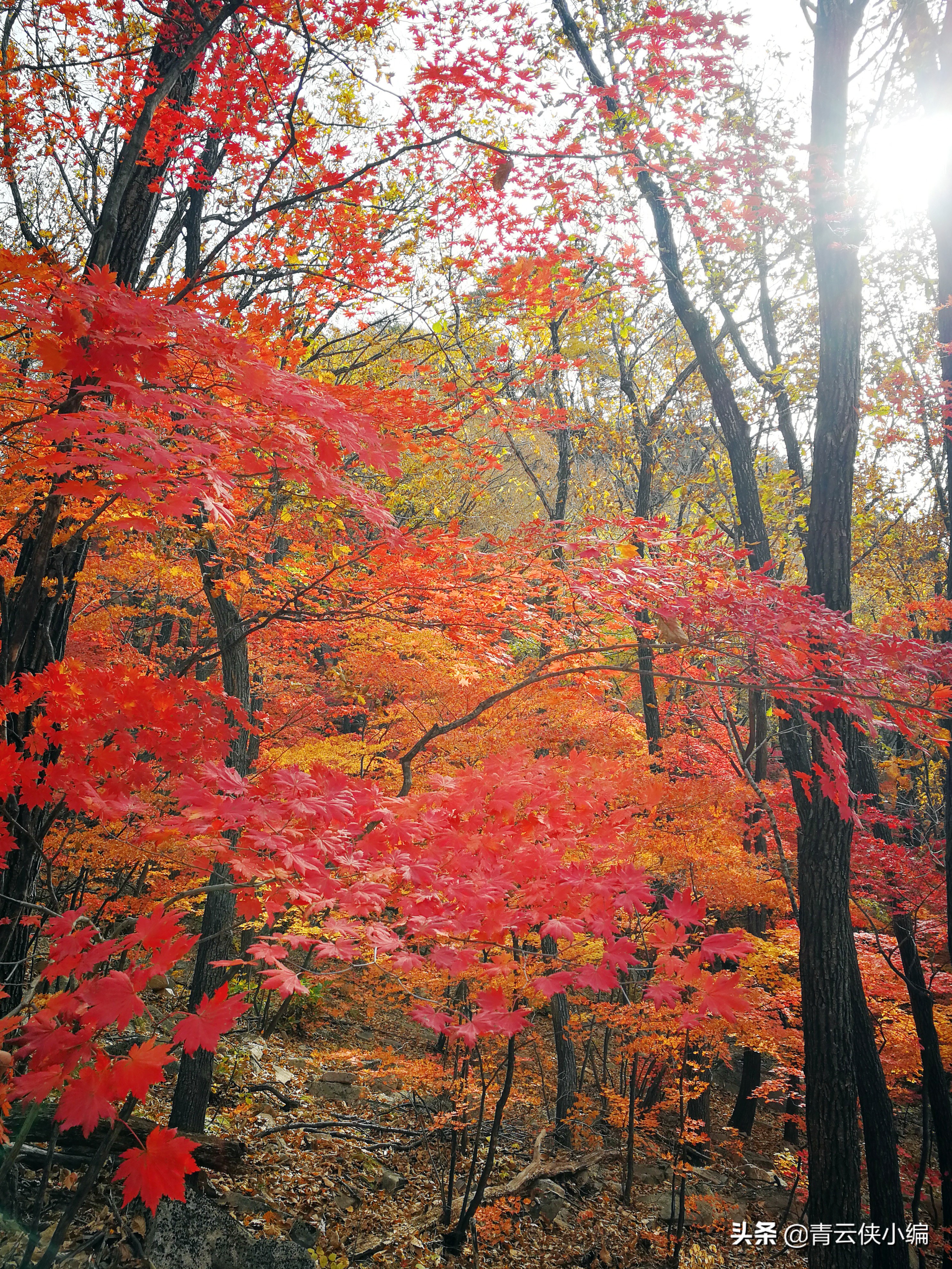 中国十大红叶最美的地方,四大赏红叶胜地
