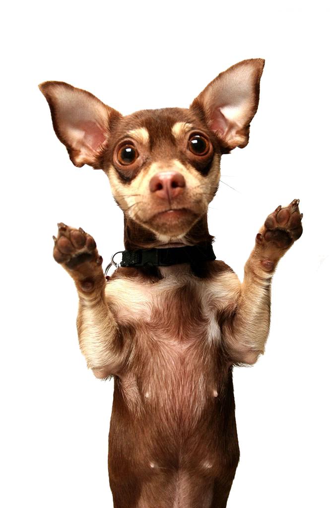 金毛犬瘟热抽搐症状,犬瘟热神经抽搐的药