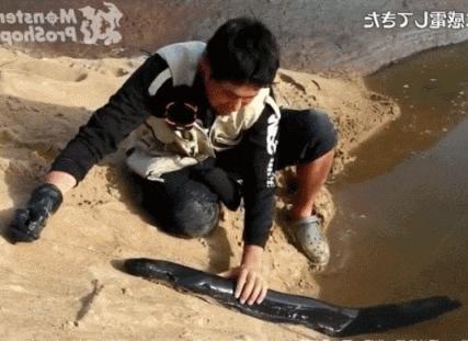 玩了一下电鳗，他口吐白沫倒下了