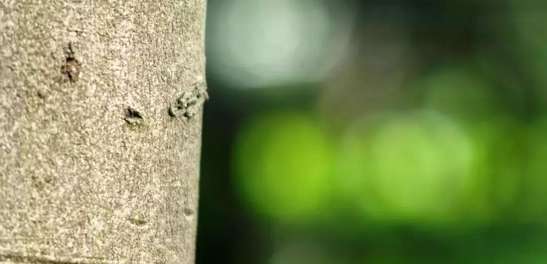 七工匠35mmf1.4和50mmf1.8,七工匠55mmf1.4价格