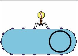 科普病毒如何入侵人体,病毒在体内的繁殖过程