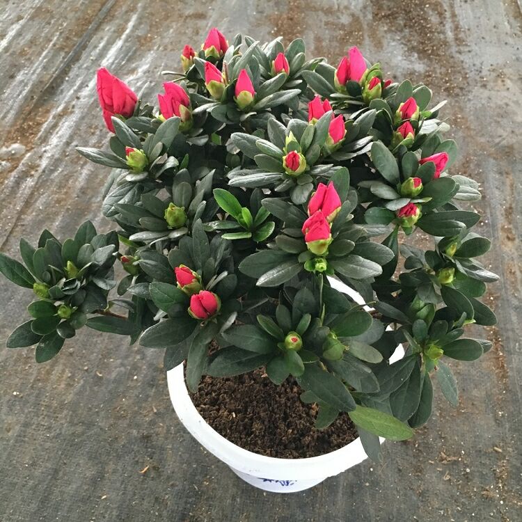 花市买花最忌讳什么,花市买花的寓意