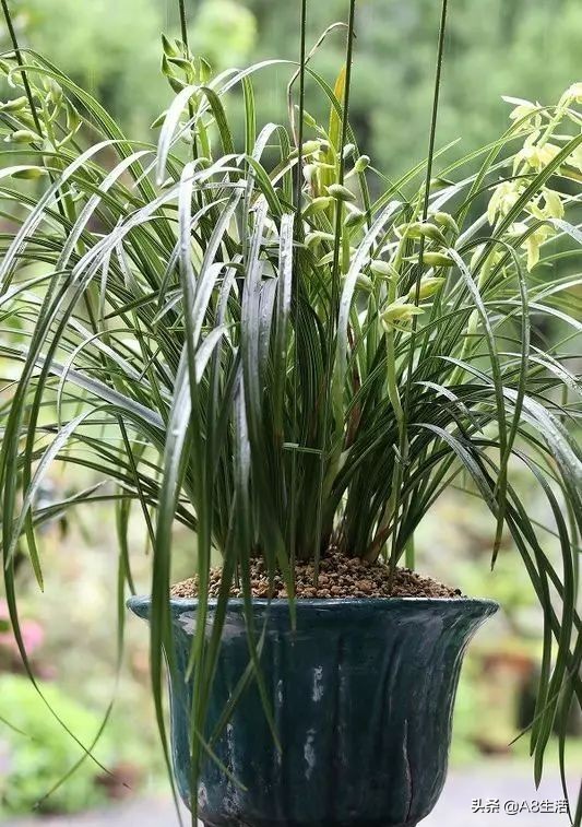 兰花蕙兰十大名品,蕙兰名品大全欣赏