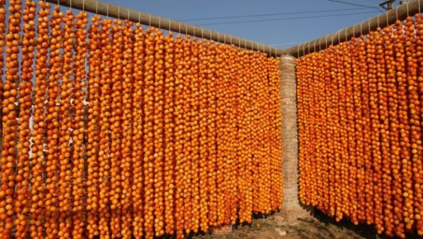 柿饼厂柿饼的保存方法和注意事项,柿子丰收后的处理方法