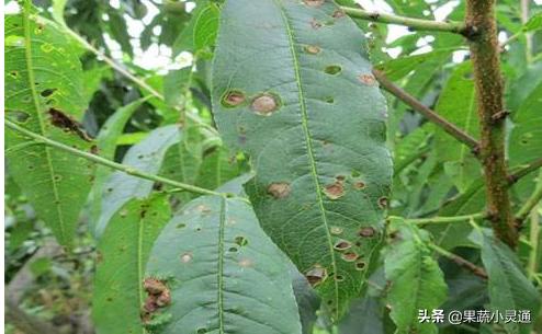 萘乙酸预防桃细菌性穿孔病的原理,桃穿孔病最佳防治时间