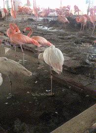 搞笑gif趣图男朋友,搞笑gif图恶搞男友必备搞笑又实用