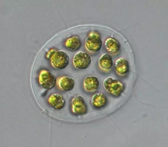 水产养殖藻类老化是怎样的,水产养殖显微镜下各种藻类