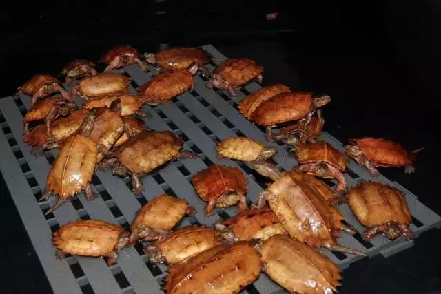 有一种龟为什么叫锯缘龟,锯缘龟八角灵龟