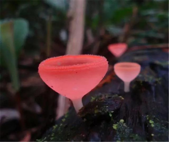 山上的菌类有哪些,好珍贵的野生菌类