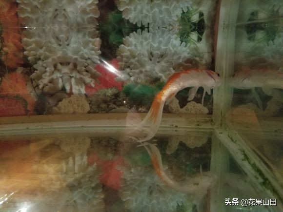 草金鱼不动身子斜是怎么回事,草金鱼尾巴弯曲怎么回事