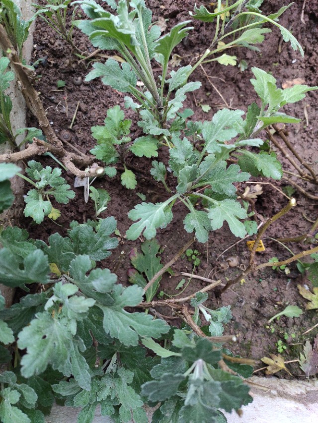菊花怎么剪才能再次开花,菊花谢了原唱完整版