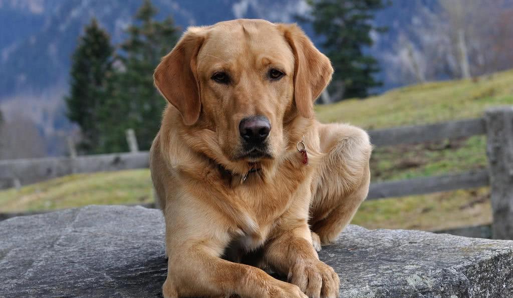 年度大戏，金毛：我媳妇生了，孩子是我弟弟哈士奇的