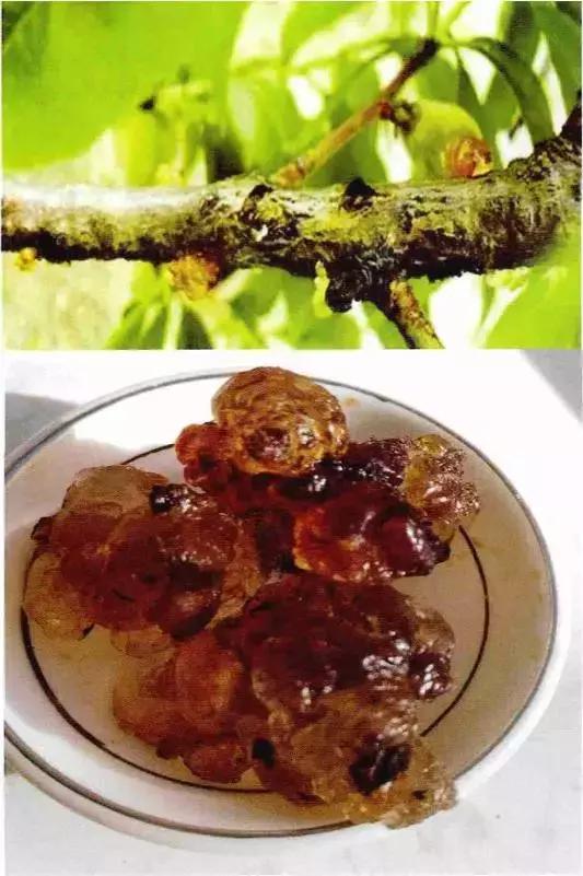 什么杀菌剂能治疗果树流胶病,果树流胶病用石硫合剂可以吗