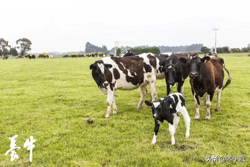 您最关心的问题是什么,关于奶牛的问题有哪些