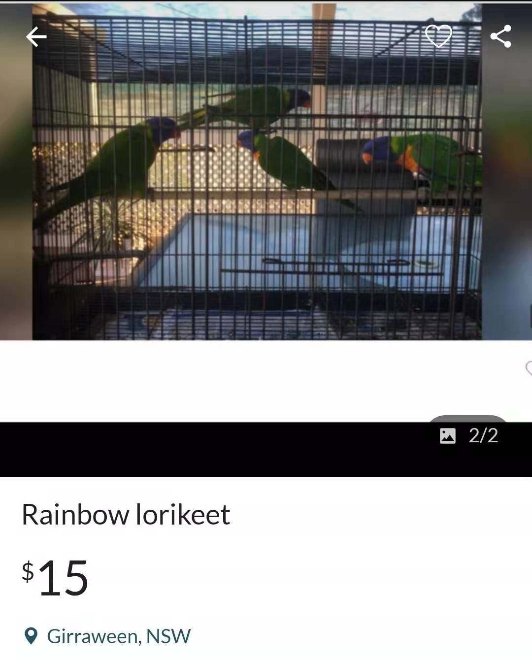 厨子逛澳洲鸟市，一对金刚鹦鹉只卖6000澳元，大家看看值不值？