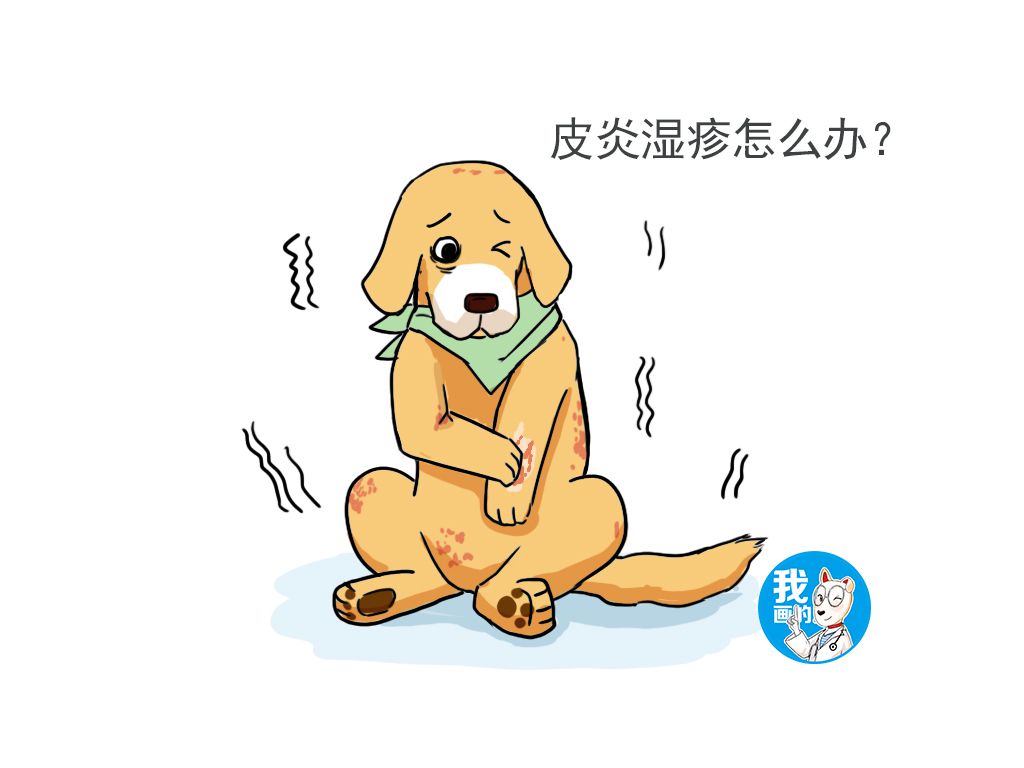 狗狗得了湿疹涂什么,狗狗得湿疹严重的表现