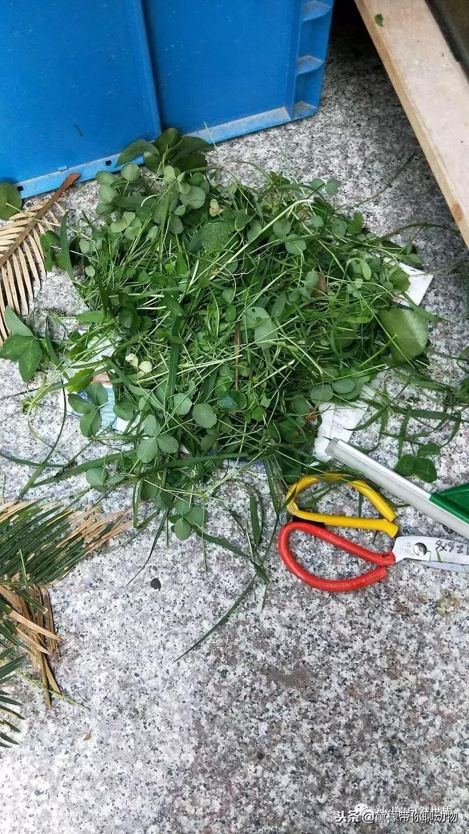 丛林造景黄缘龟池设计图大全,龟宝宝黄缘龟生态缸造景教程