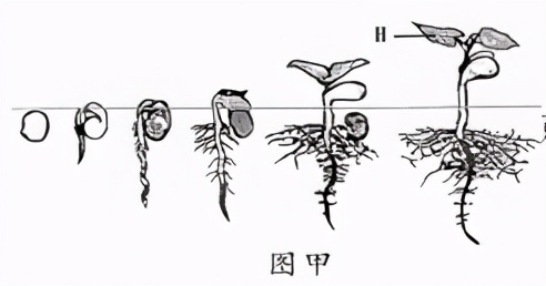 人教版七年级生物植物的呼吸作用,生物光合作用与呼吸作用的综合题
