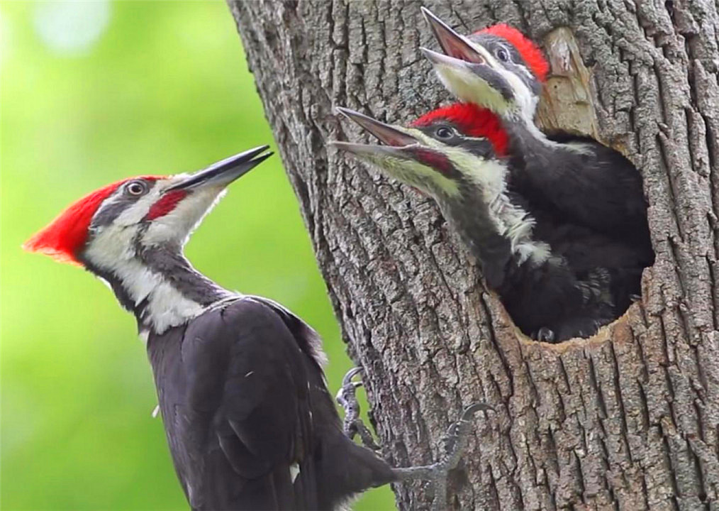 啄木鸟把树啄死,啄木鸟把树啄得千疮百孔能补偿么