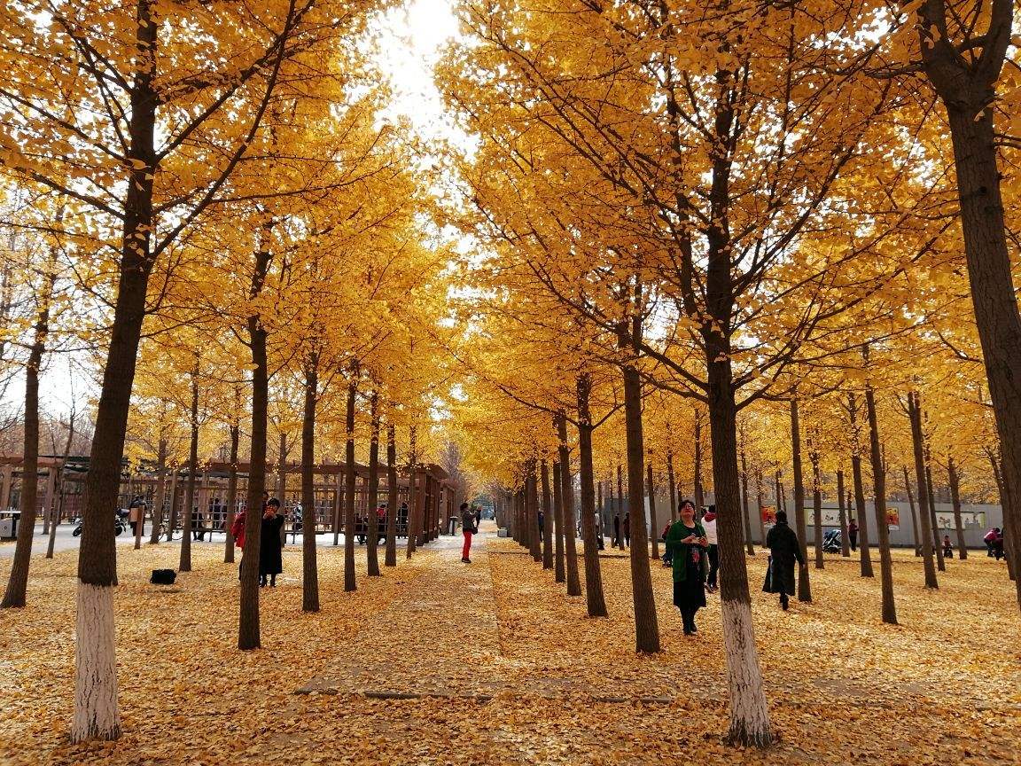 北京小众银杏最佳观赏地,北京小众公园效果图