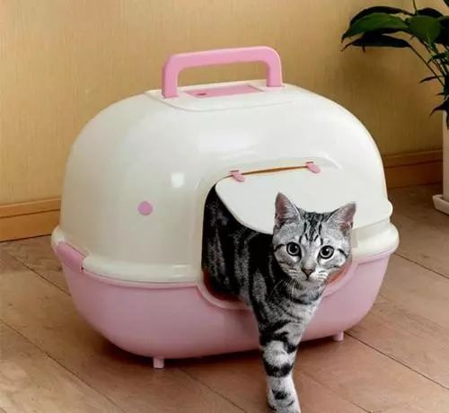 幼猫打疫苗和驱虫可以同时进行吗,猫猫驱虫和打疫苗可以同时进行吗