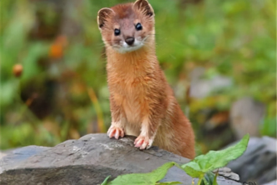 消防抓黄鼠狼被熏到干呕,消防员被黄鼠狼臭屁攻击