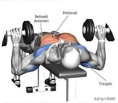练胸大肌的十个动作,练胸的基本9个动作哑铃