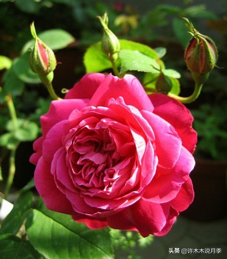 抗性强无刺月季蔷薇品种有哪些,抗性好的切花月季推荐