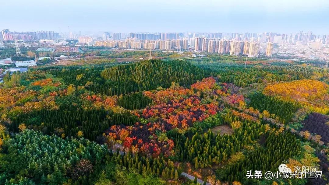 河南洛阳发布最新通知,洛阳牡丹花会向全世界发出邀请