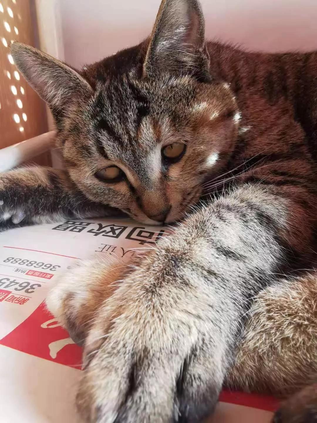 猫咪治猫癣最有效的办法,猫咪猫癣怎么才能治好