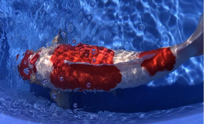 锦鲤麻醉最好的方法,锦鲤鱼池除虫杀菌用什么药