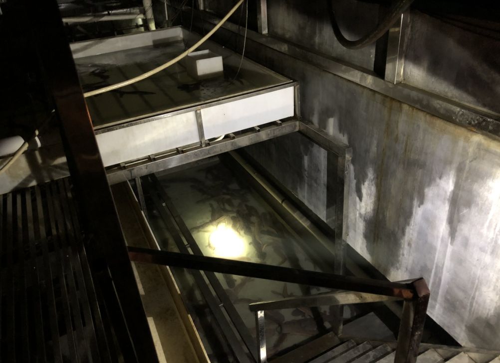 从保护动物到人工养殖，成为美食！鼎湖的绿水青山锻造千万商机