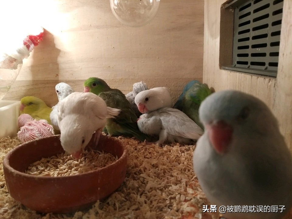 新手第一只鹦鹉如何买老司机教你四个选鸟窍门买鸟不再纠结