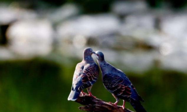 农村常见的动物抓了判刑,农村常见的10种野生动物