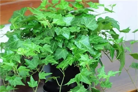 央视十大除甲醛植物排行榜,绿萝栀子花室内花卉植物除甲醛