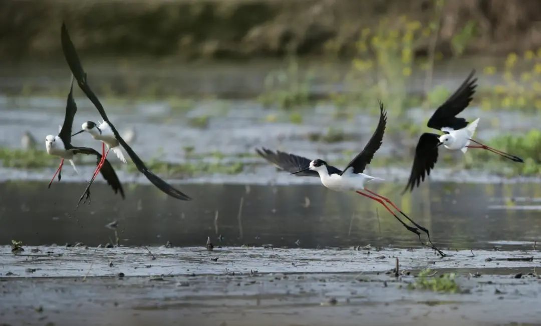 浓情端午|泰州三日游线路送上,水韵休闲风走起