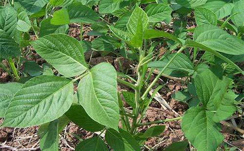 作物磷酸二氢钾使用方法,磷酸二氢钾在农作物上的使用方法