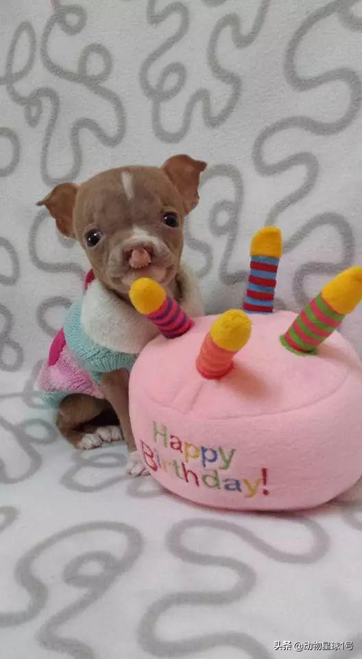 唇腭裂的小狗,唇裂小狗修复了可以养活吗