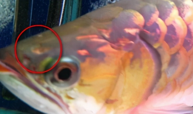 小龙鱼疾病,龙鱼突发疾病