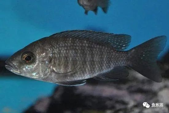 三湖慈鲷马鲷孔雀珍珠系能长多大,三湖慈鲷之孔雀