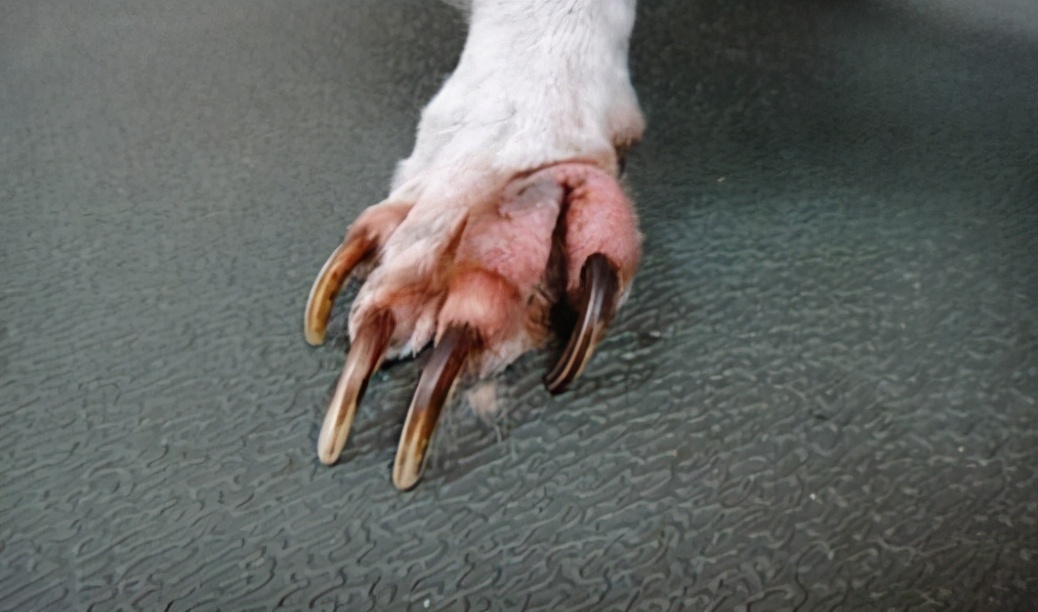 科学训练狗定点大小便,狗知识实用训练小技巧